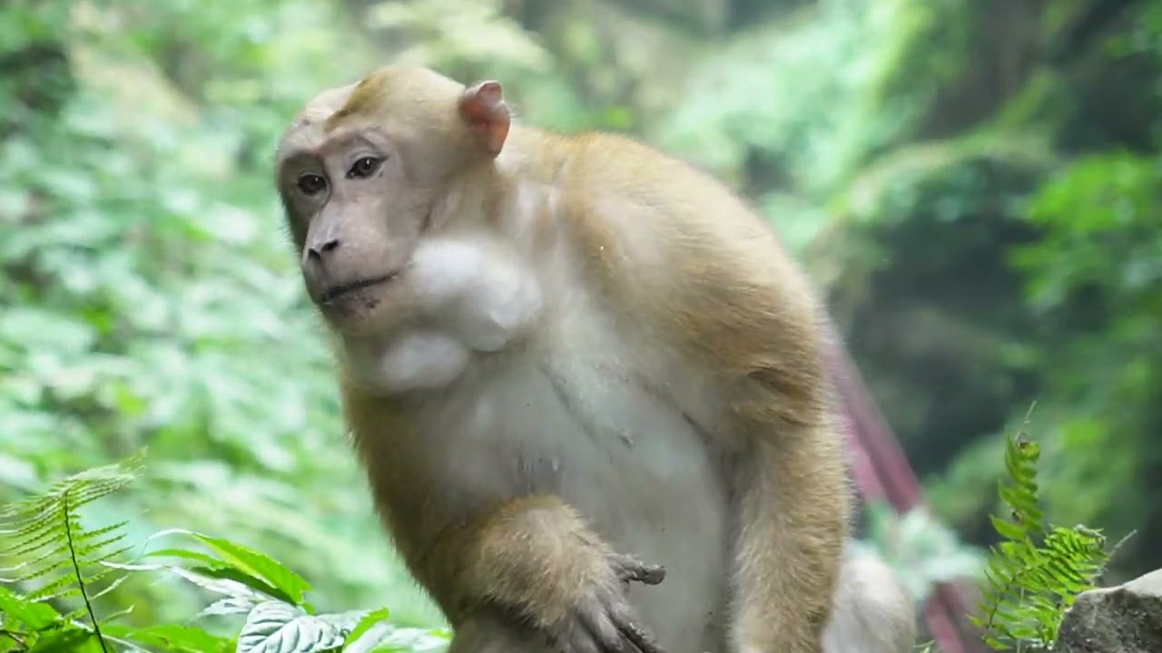 Monkey kingl