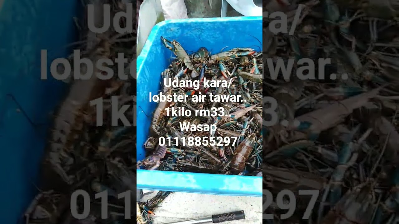 lobster air tawar... udang kara
