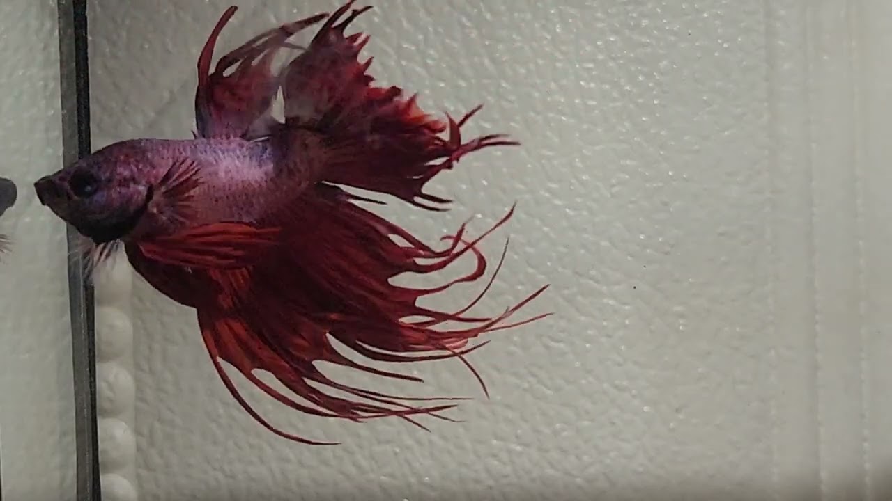 The Betta Fish Everyone Should See Once