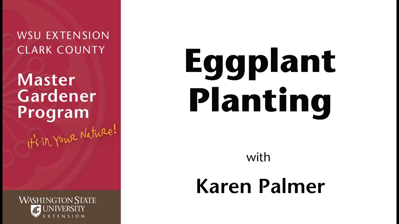Eggplant Planting