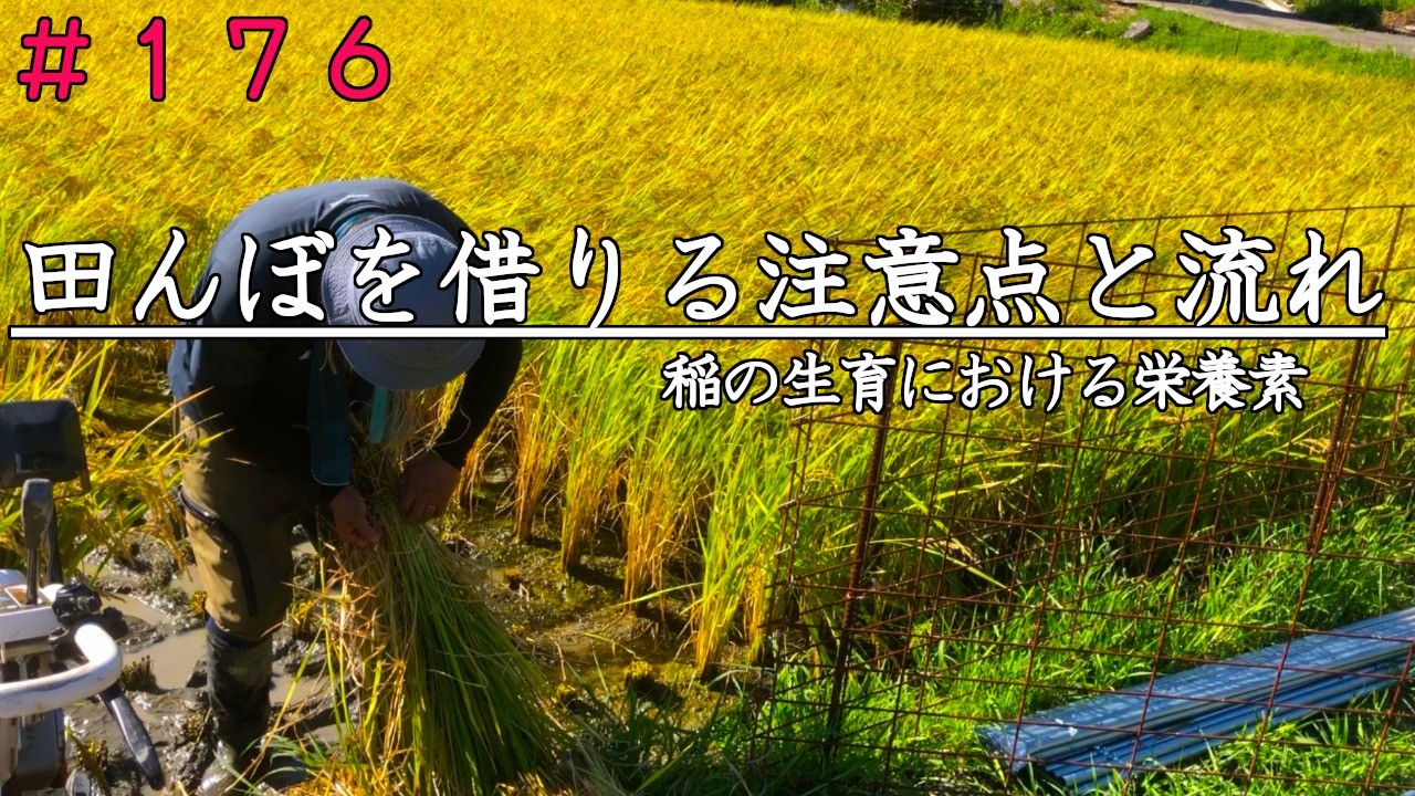 【自然栽培】田んぼを借りる流れと事前に見るべきポイント｜ケイ酸とは