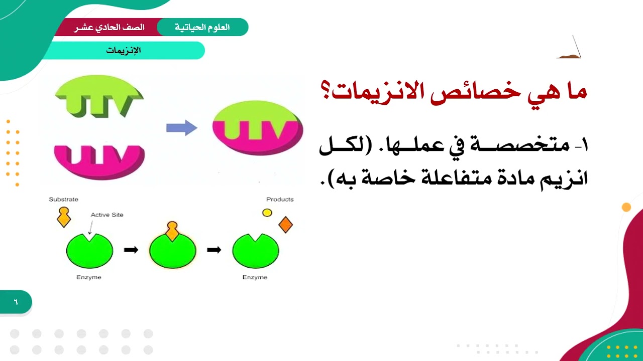 العلوم الحياتية 11 - الفصل 1 | الإنزيمات