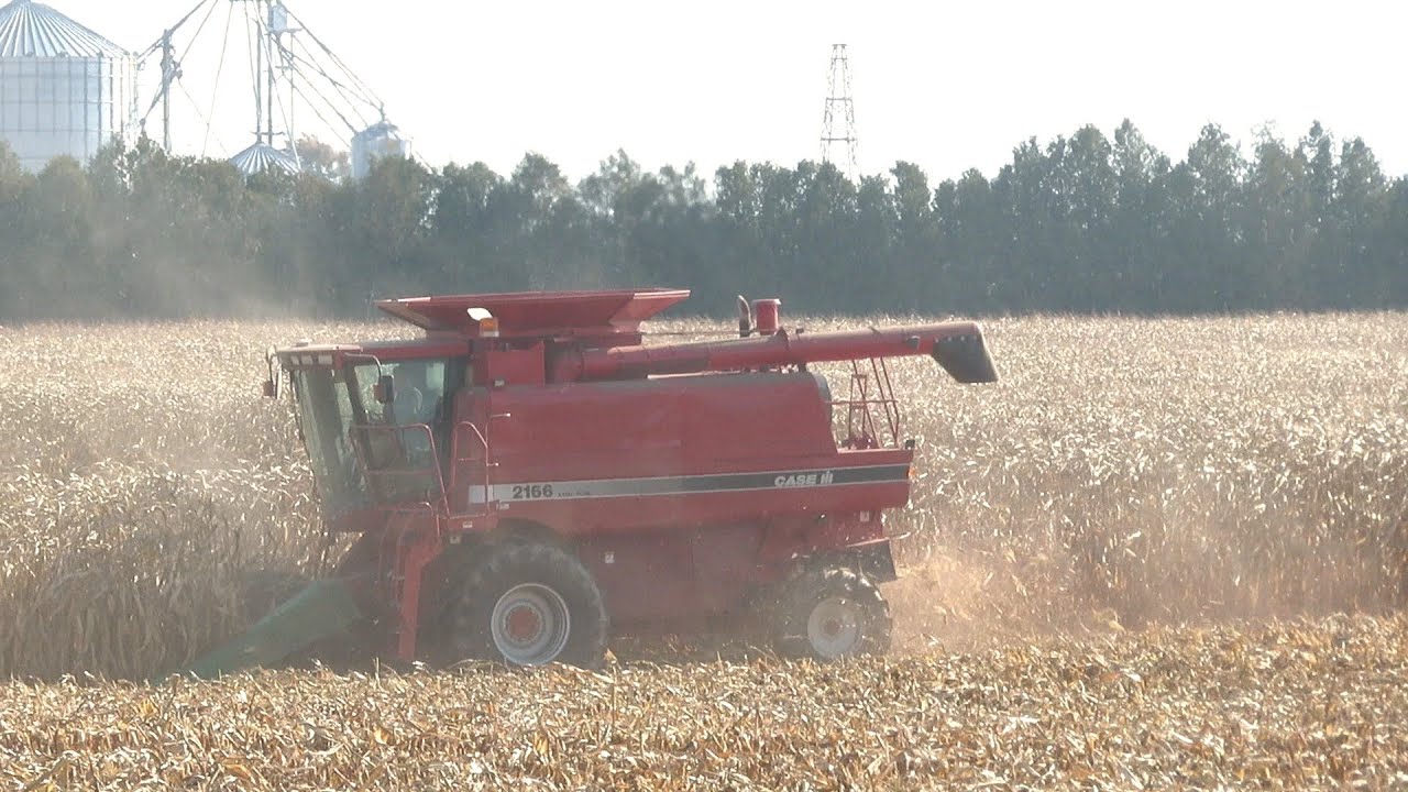 Harvest 2020 | Case IH 2166 Combine Harvesting Corn | Corn Harvest 2020