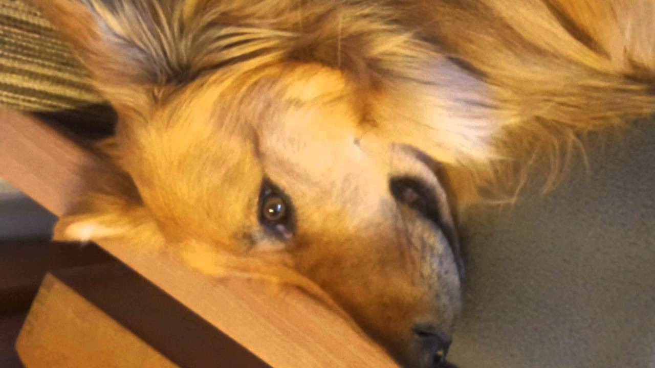 Unser Harzer Fuchs Charly