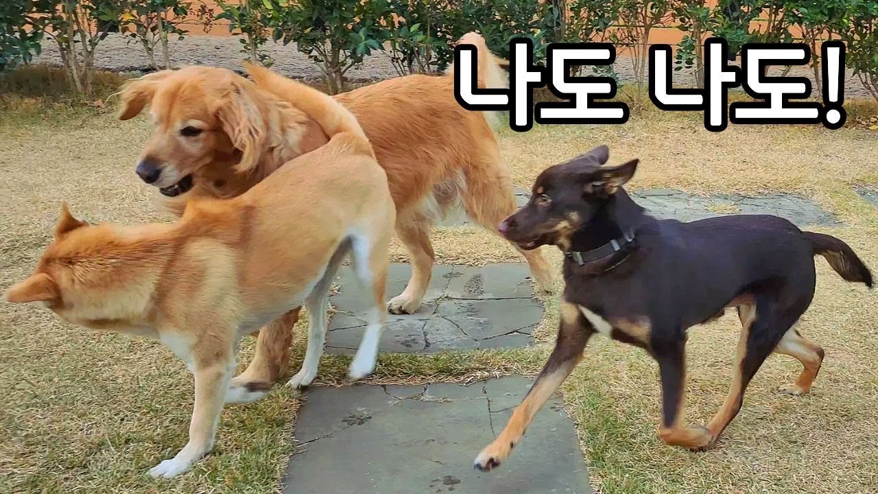 길 가다 마주치면 못 알아보겠다! 석구야~
