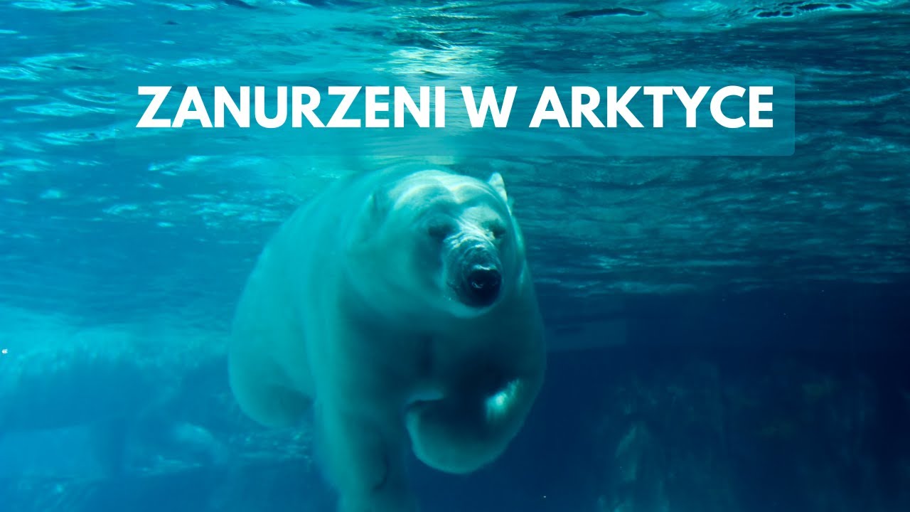 Największy drapieżnik lądowy &ndash; niedźwiedź polarny