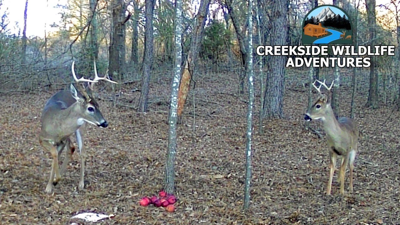 Big Buck Is Back On Trailcam