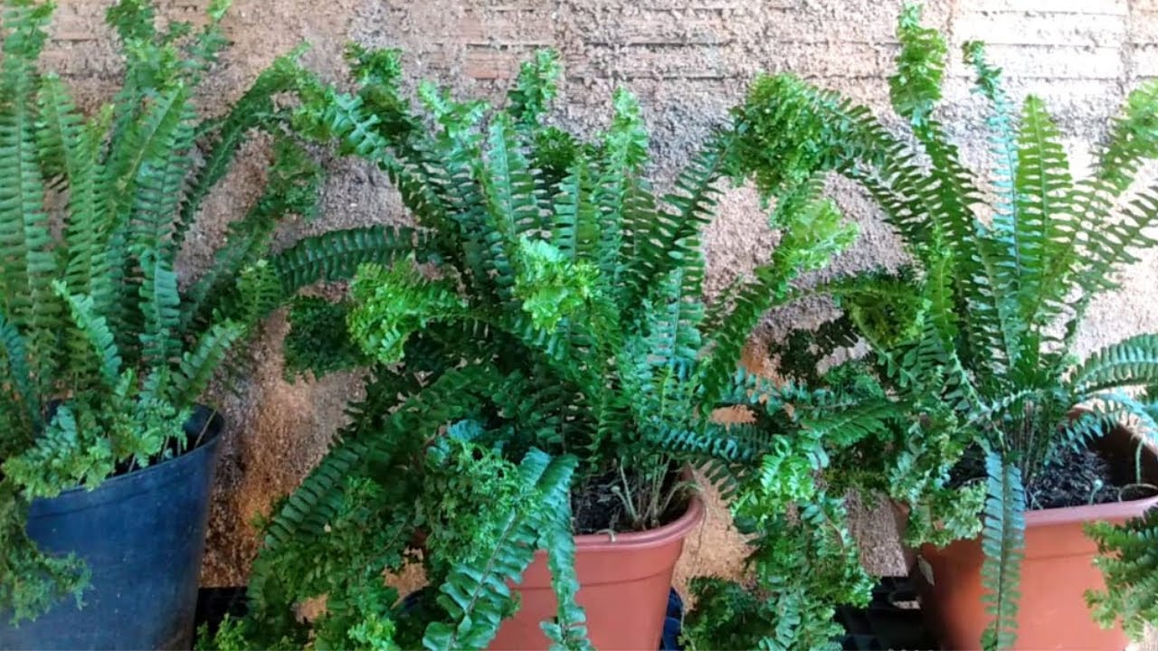 6 Especies de Samambaia fácil de cultivar em casa!!