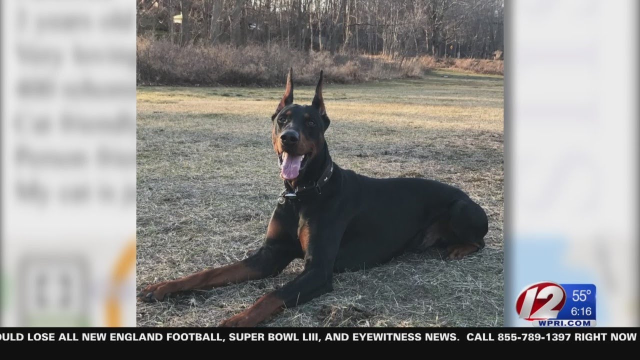 Stolen dog reunited with owner after more than a year