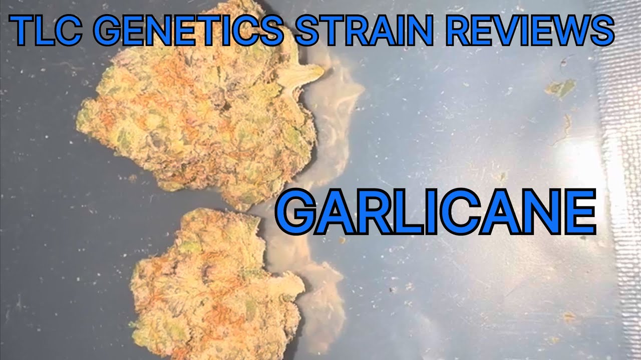 Garlicane Cannabis Flower (Strain Review) : The TLC Genetic Show