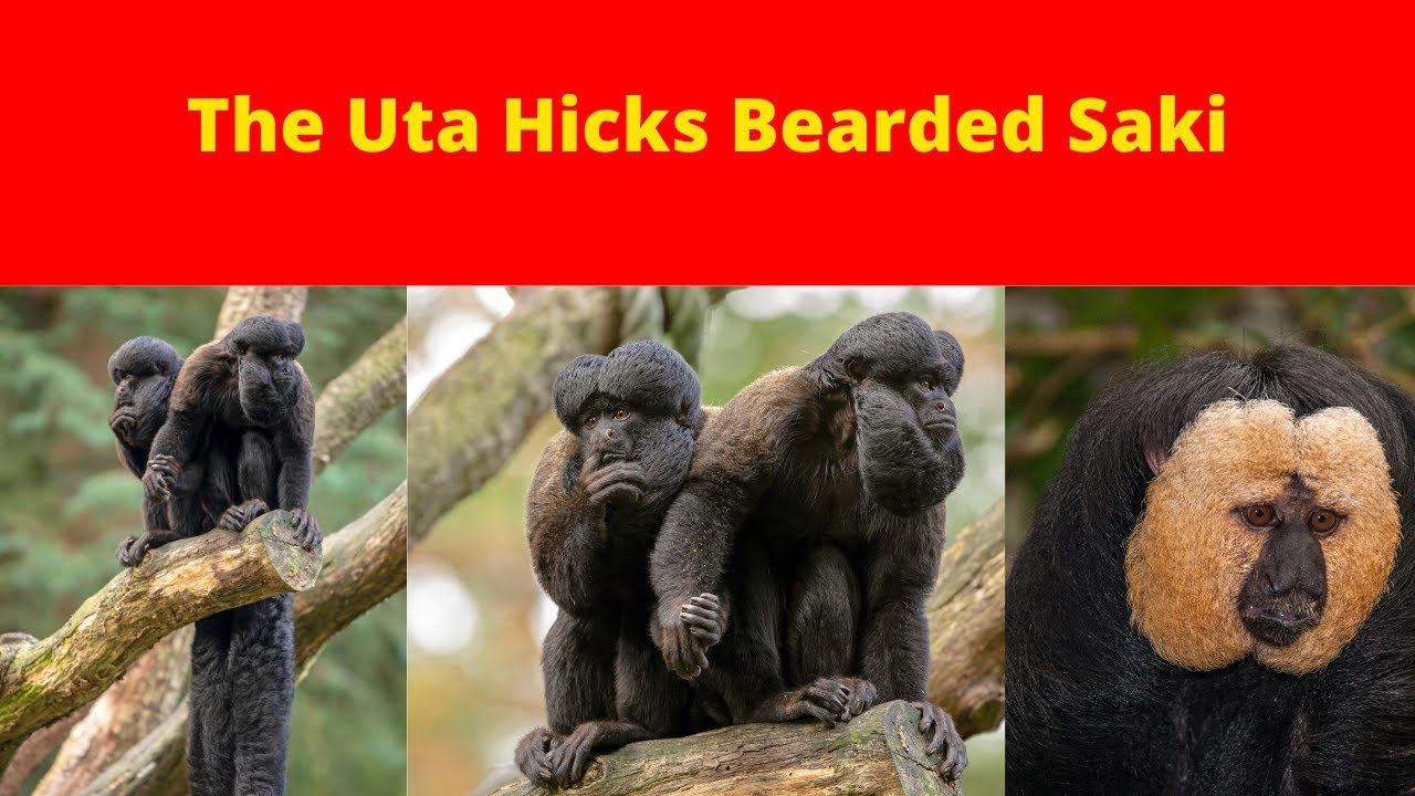 The Uta Hicks Bearded Saki