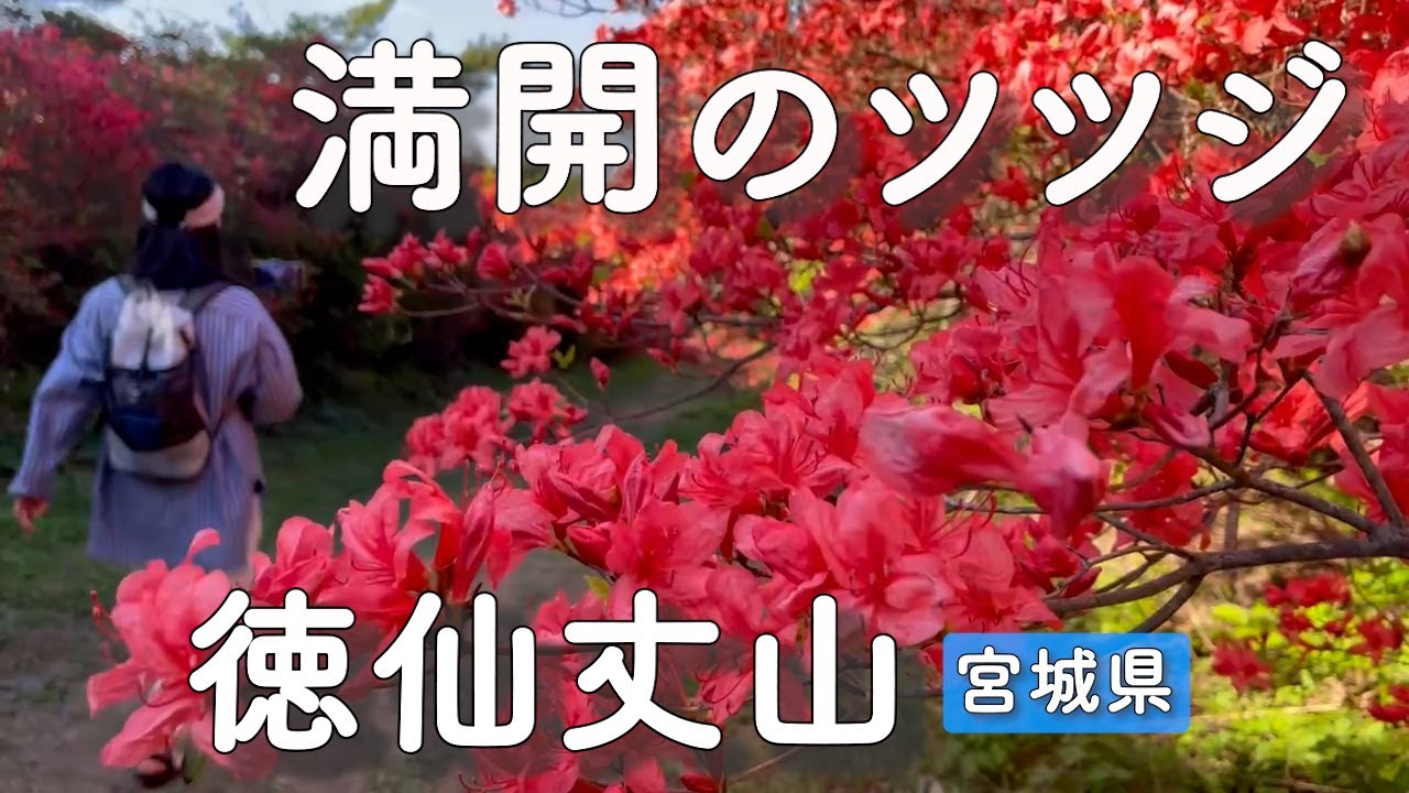 【ツツジ×徳仙丈山】50万本のツツジが咲き乱れる日本最大級のツツジの名所 