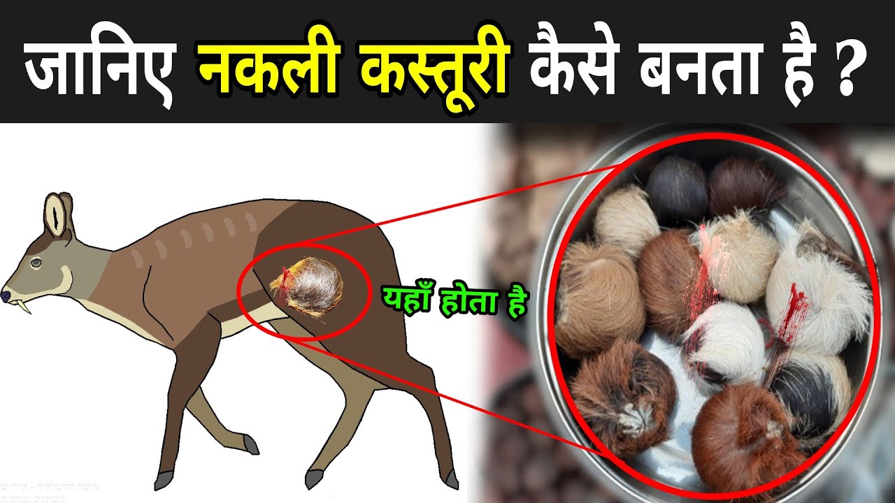 जानिए नकली कस्तूरी कैसे बनता है ? | Kasturi Kaise Nikalta Hai | Kasturi Hiran Ki Nabhi