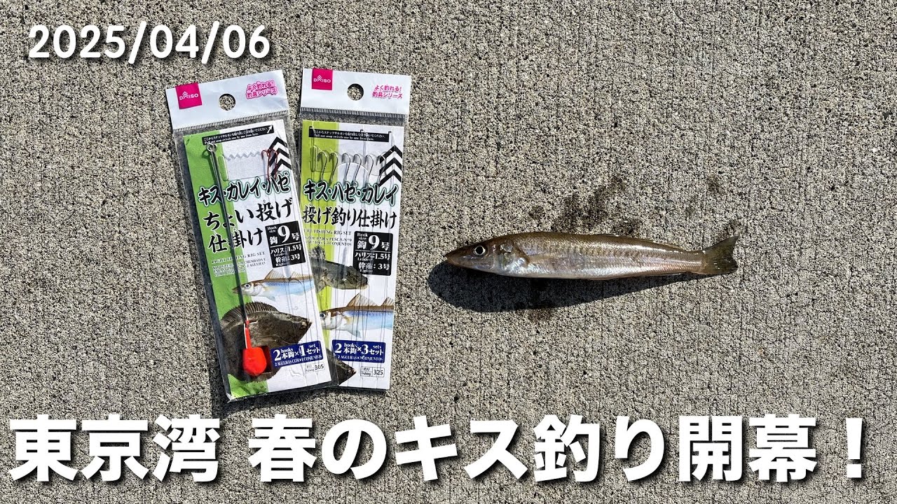 【4月上旬】東京湾、春のキス釣りシーズン開幕！ダイソーのちょい投げ仕掛けでキスが釣れました！【横須賀】