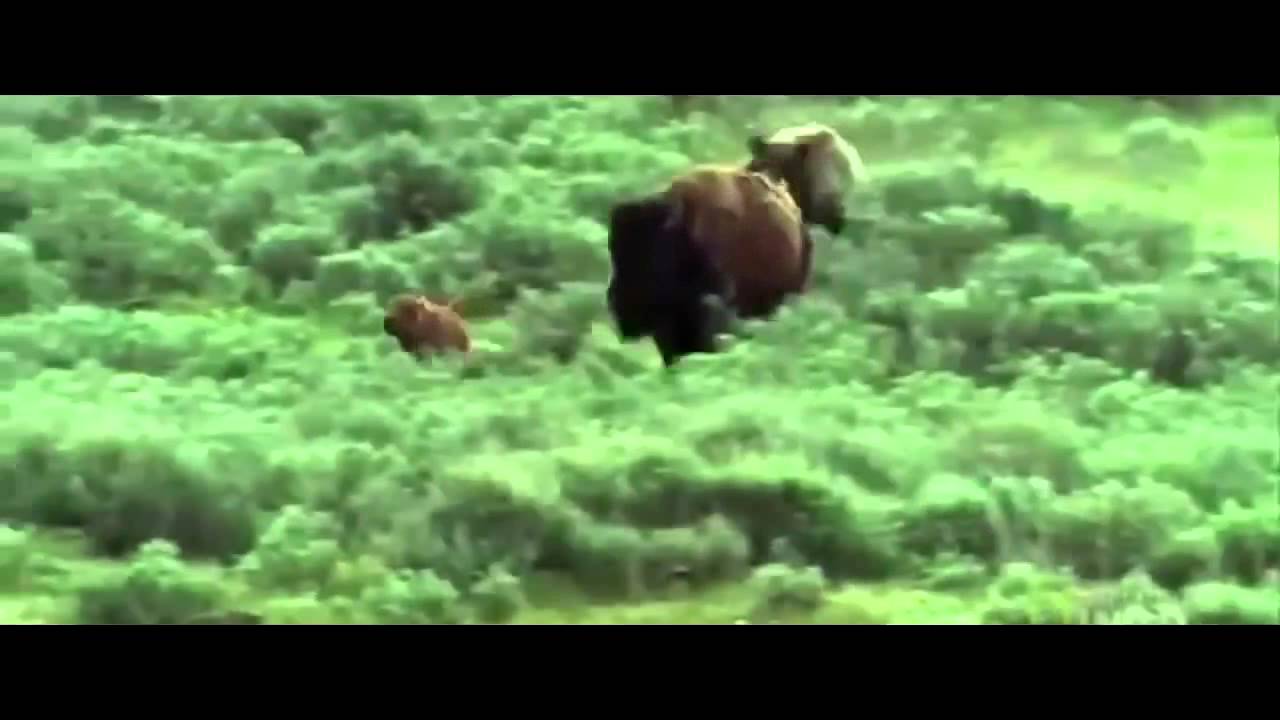 Oso Grizzly Ataca sin Piedad