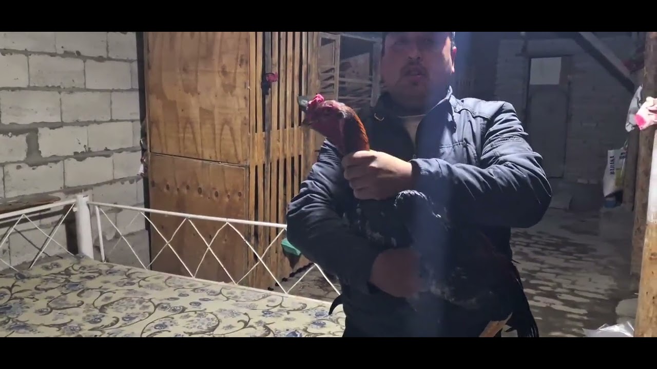 ASSALOMU ALEYKUM XAMMAGA Parvozlar uchun