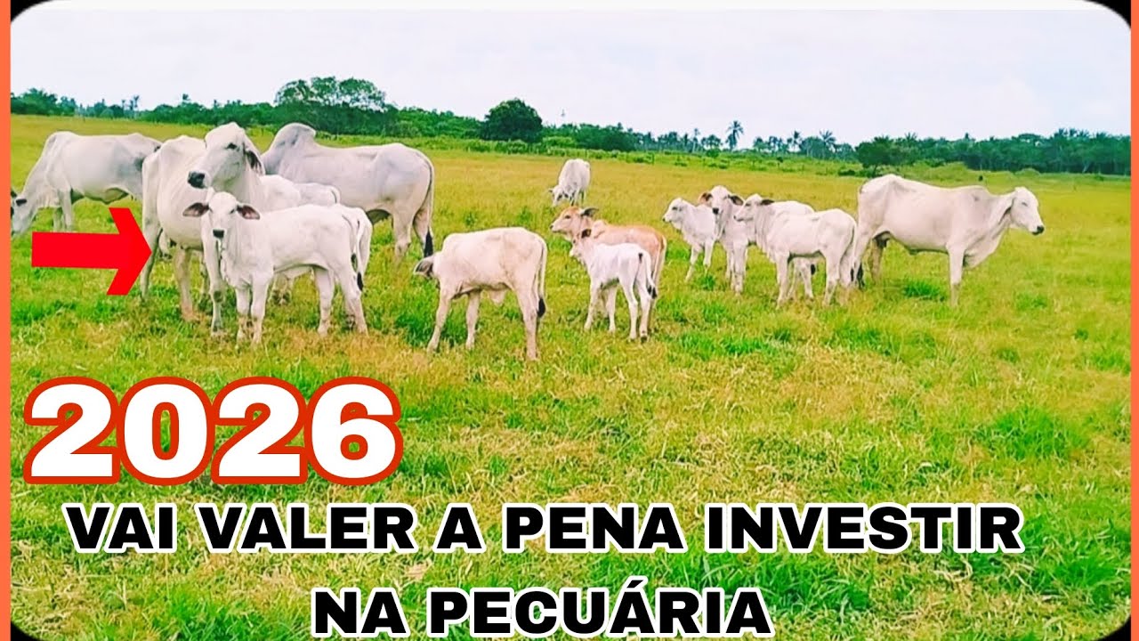INVESTIR EM 2026 NA PECUÁRIA. PODE SER UMA BOA?