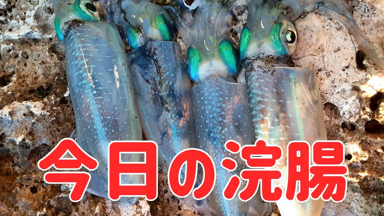 【沖縄釣り】【ルアー】クワイカ　終わりかけ？【残波岬】