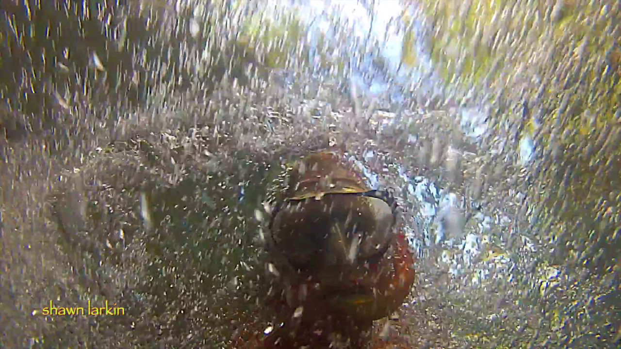 Swimming Upstream Costa Cetacea Media