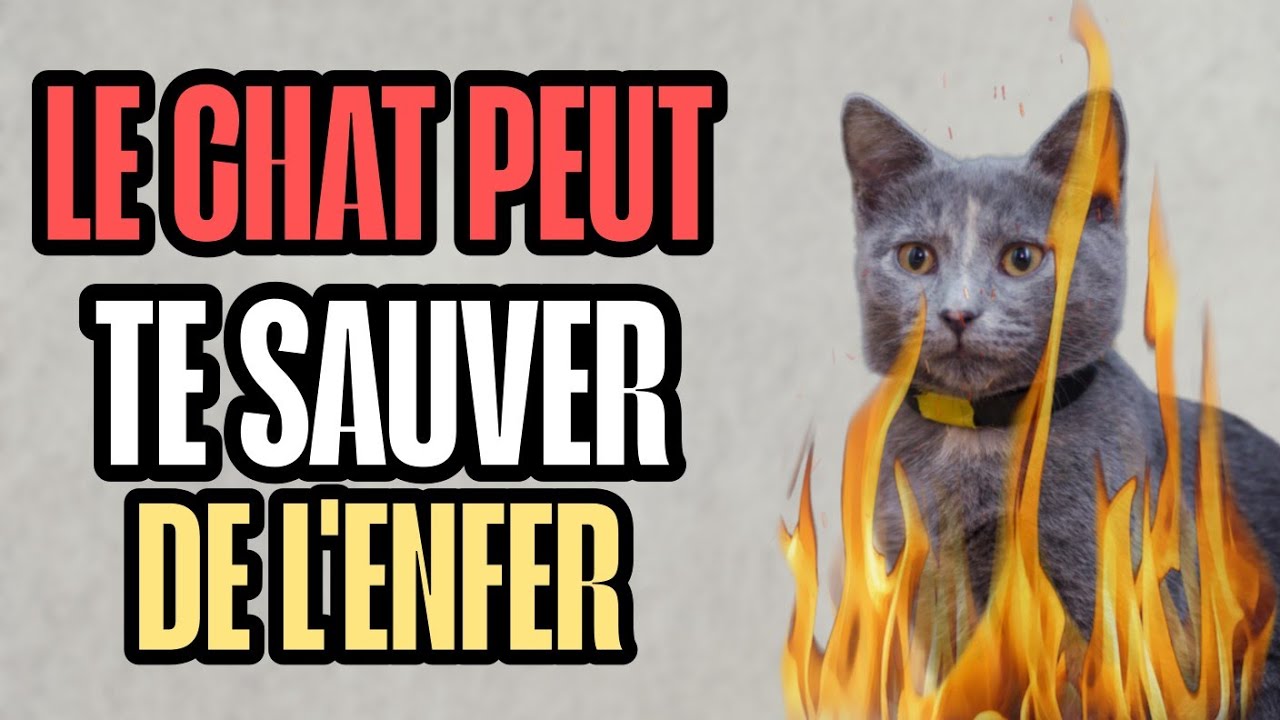Les secrets du chat en Islam que peu connaissent