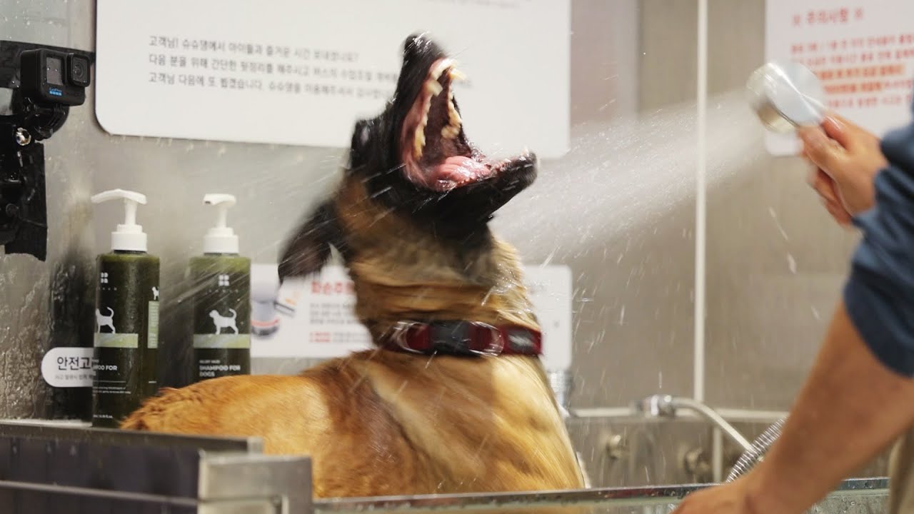 강형욱 반려견 목욕 방법 최초공개