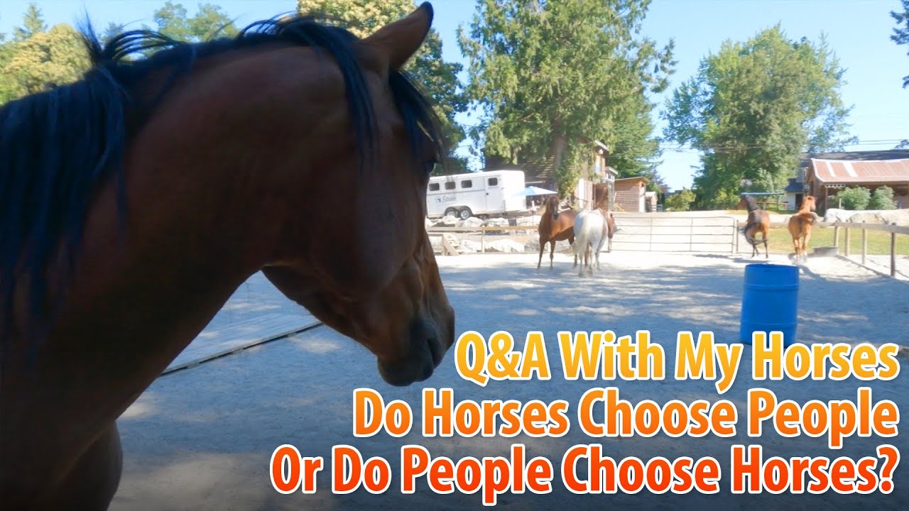 Q&A With My Horses: Do Horses Choose People Or Do People Choose Horses?