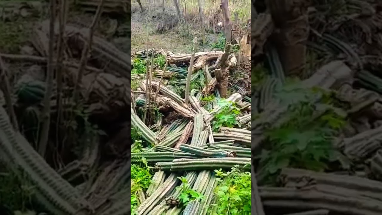 Giant, Wild, Psychedelic, San Pedro Cactus #shorts