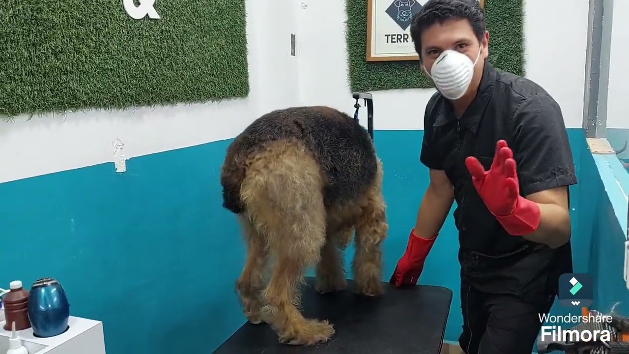 Airedale Terrier estética y grooming