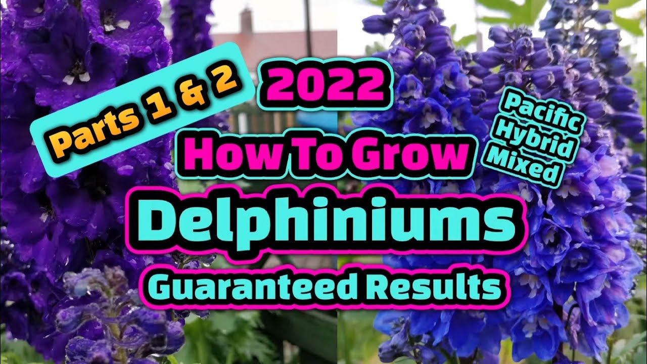 How to sow & grow Delphiniums part 1 & 2