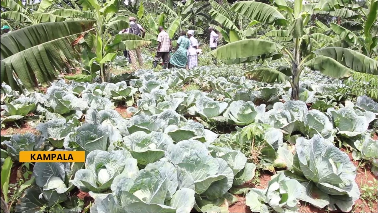 Over 5,000 Farmers in Luweero to Benefit from Uganda Agricultural Insurance Scheme