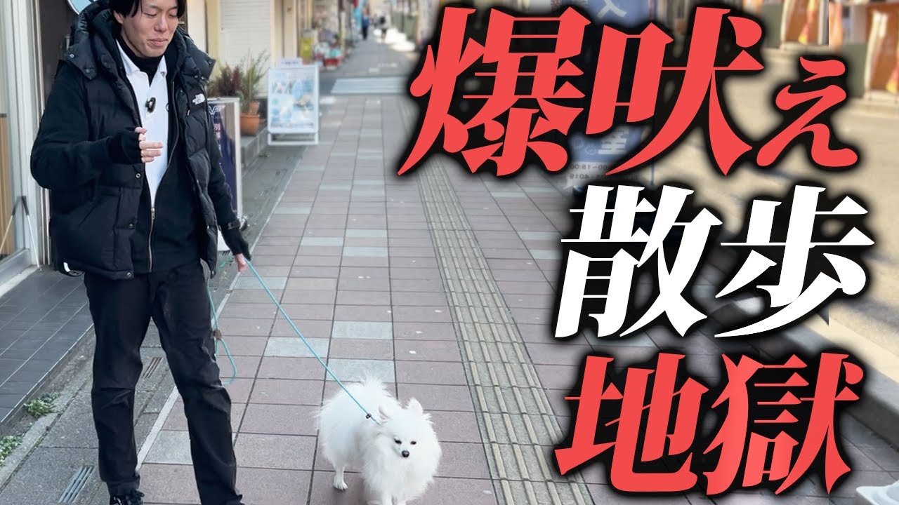 【現場検証】ポメの吠えはここで変わる！警察犬ドッグトレーナーが実践