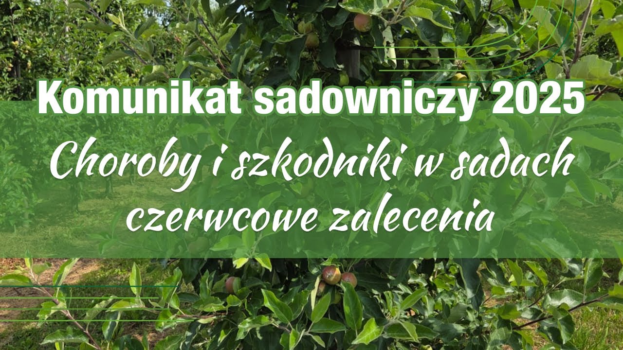 Komunikat Sadowniczy 18.06.25: Ochrona jabłoni i grusz – parch, mączniak, zaraza, tarcznik, mszyce
