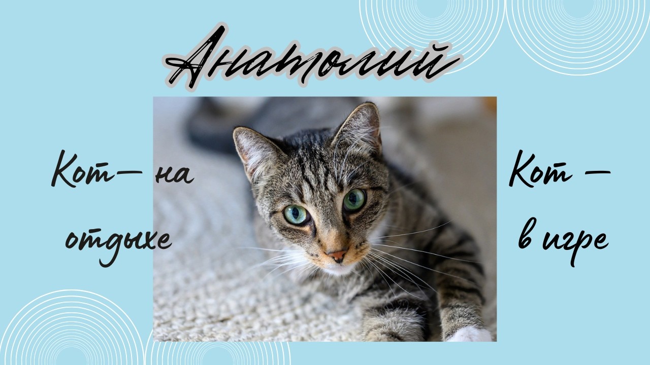Толик — уютный и понимающий кот#cat #видосыоткота #shortvideo #прикольныекоты #котики #clever