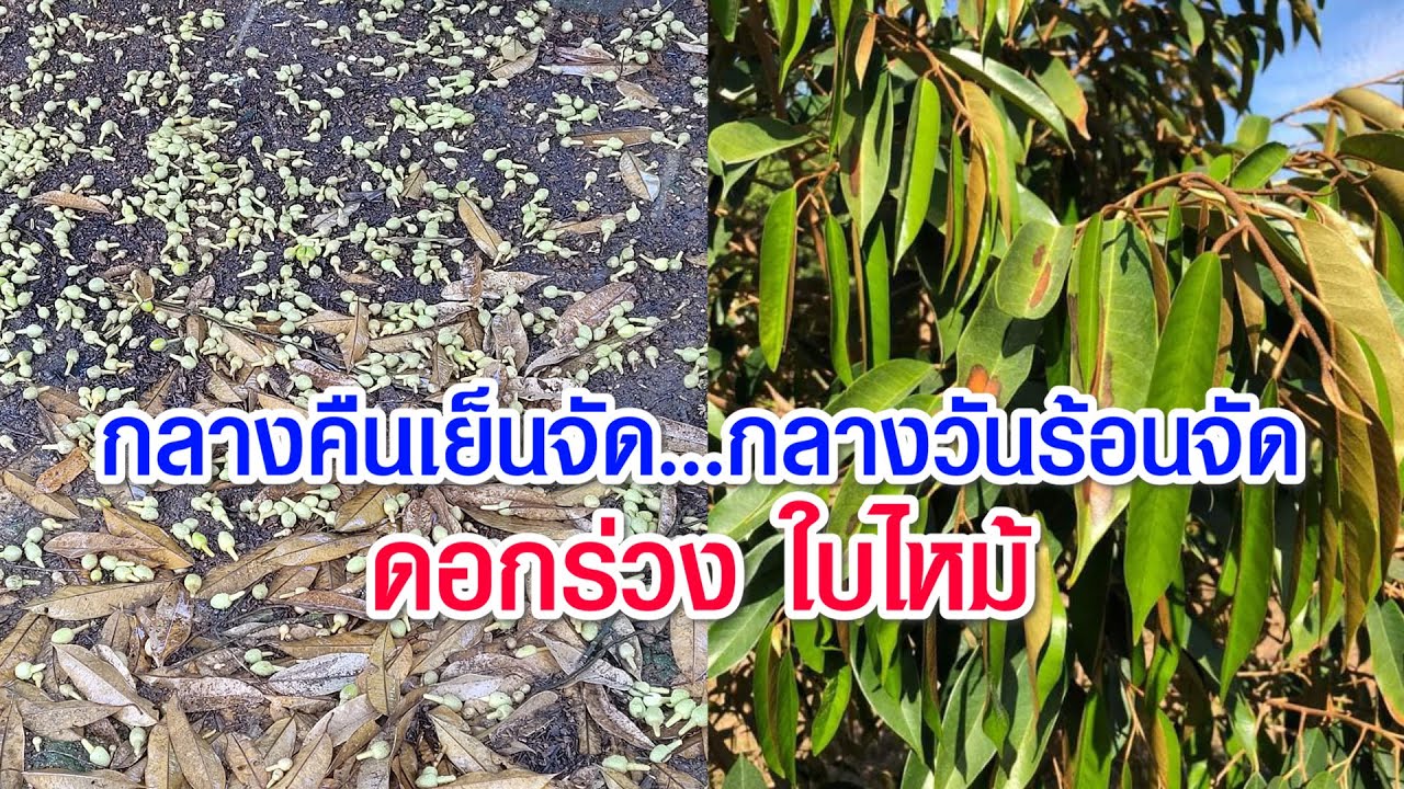 กลางคืนเย็นจัด กลางวันร้อนจัด ดอกร่วง ใบไหม้