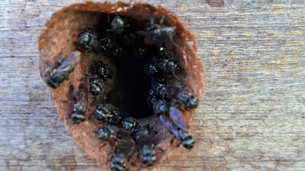 Divisão/Multiplicação de Tubuna ( Scaptotrigona bipunctata).