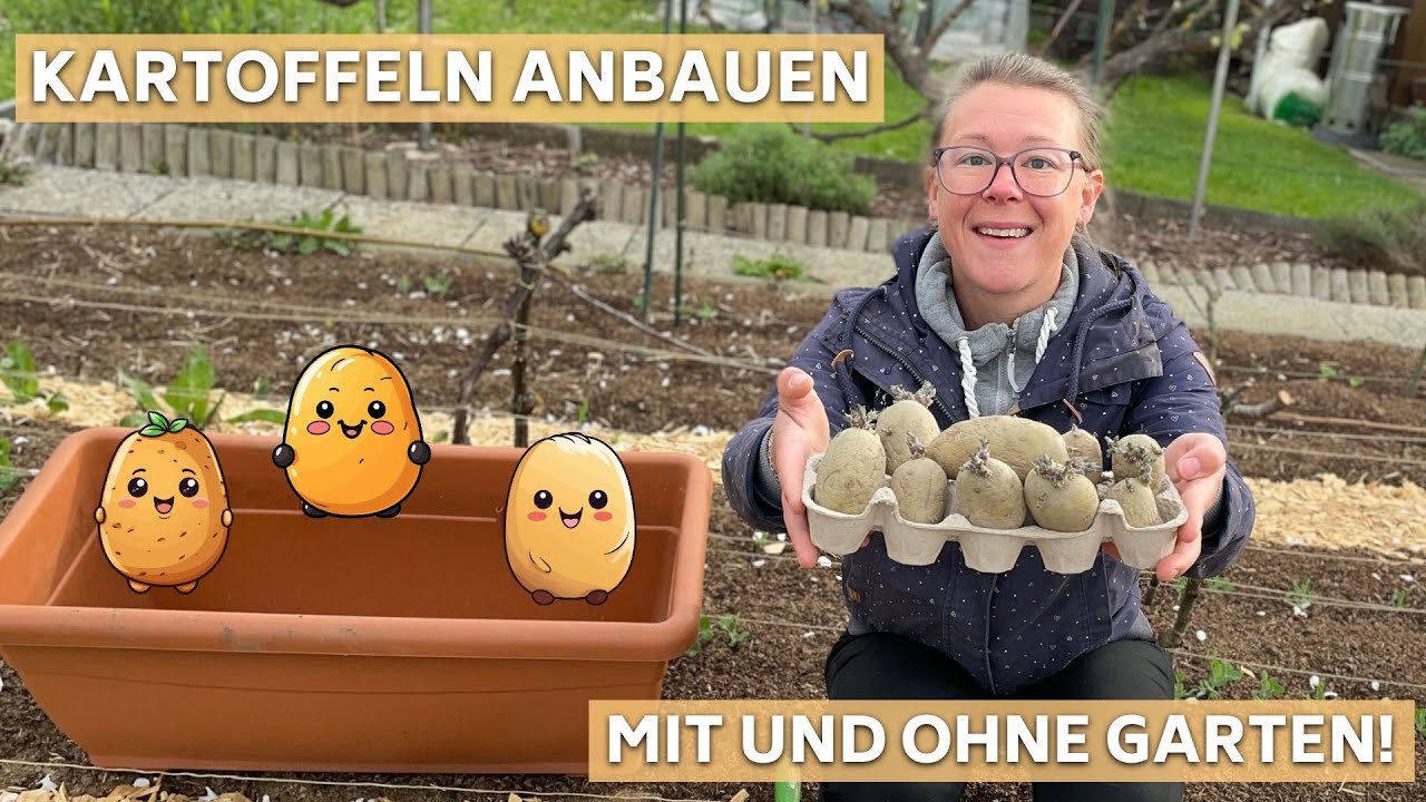 Kartoffeln anbauen mit & ohne Garten 🥔 Tipps für eine prächtige Ernte aus dem Kübel & den Beeten