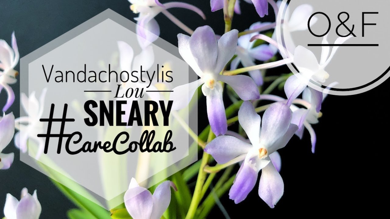 Neostylis Lou Sneary Orchid #CareCollab