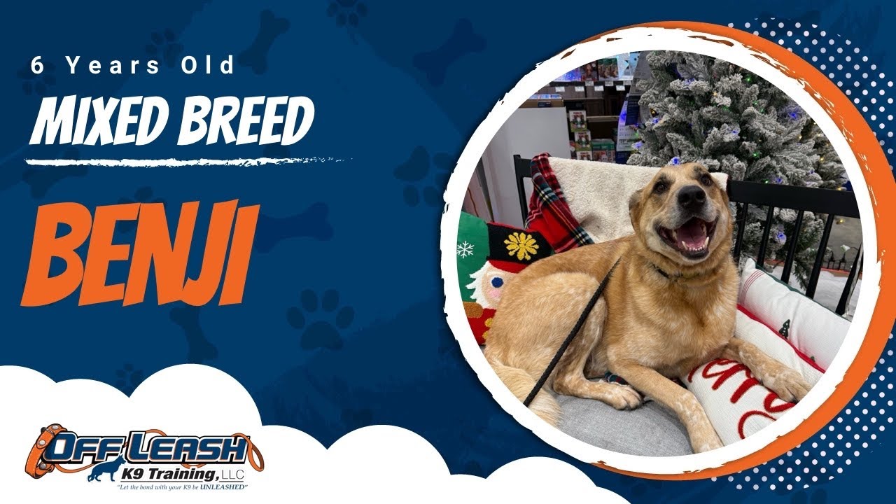 Mixed Breed, 6 yrs old, Benji | Best Dog Training Central Missouri | Off Leash K9