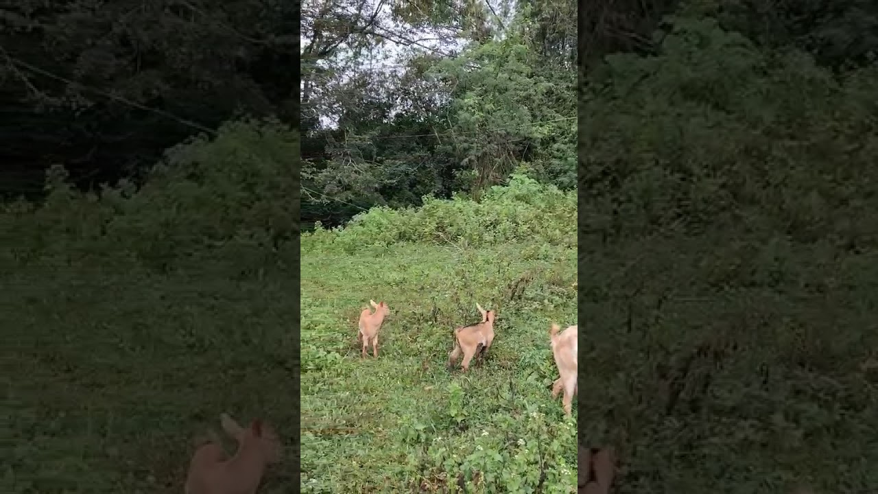 Daily Life of a Farmer (14)Pastol pa din kahit umaambon.. #farming #goat #buhaybukid