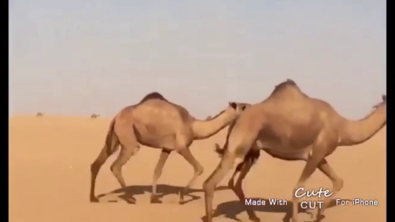 ابل فالح الحميدي ابو عزاره