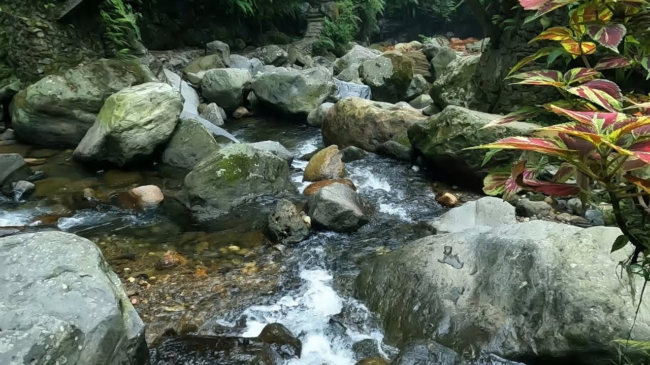 Soothing Stream and Birds Singing - Natural ASMR for Sleeping, Studying & Relaxation
