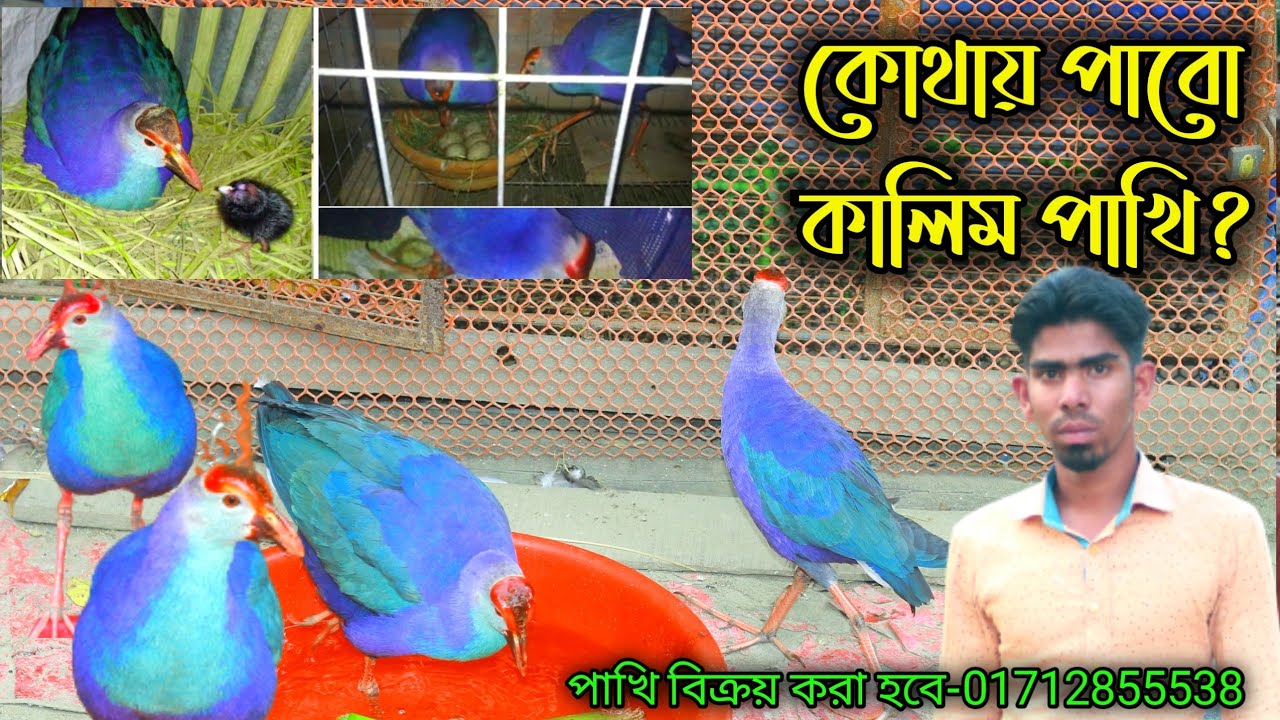 কোথায় পাবো কালিম পাখি? কালিম পাখি বিক্রয় করা হবে | kalim pakhi farming bd / Cumillar Krishi
