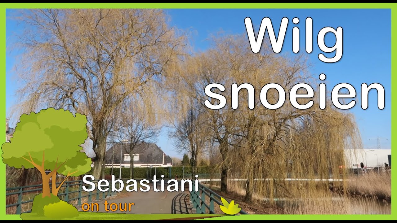 Wilg snoeien ( Salix ) - Sebastiani tuin tips - # 2
