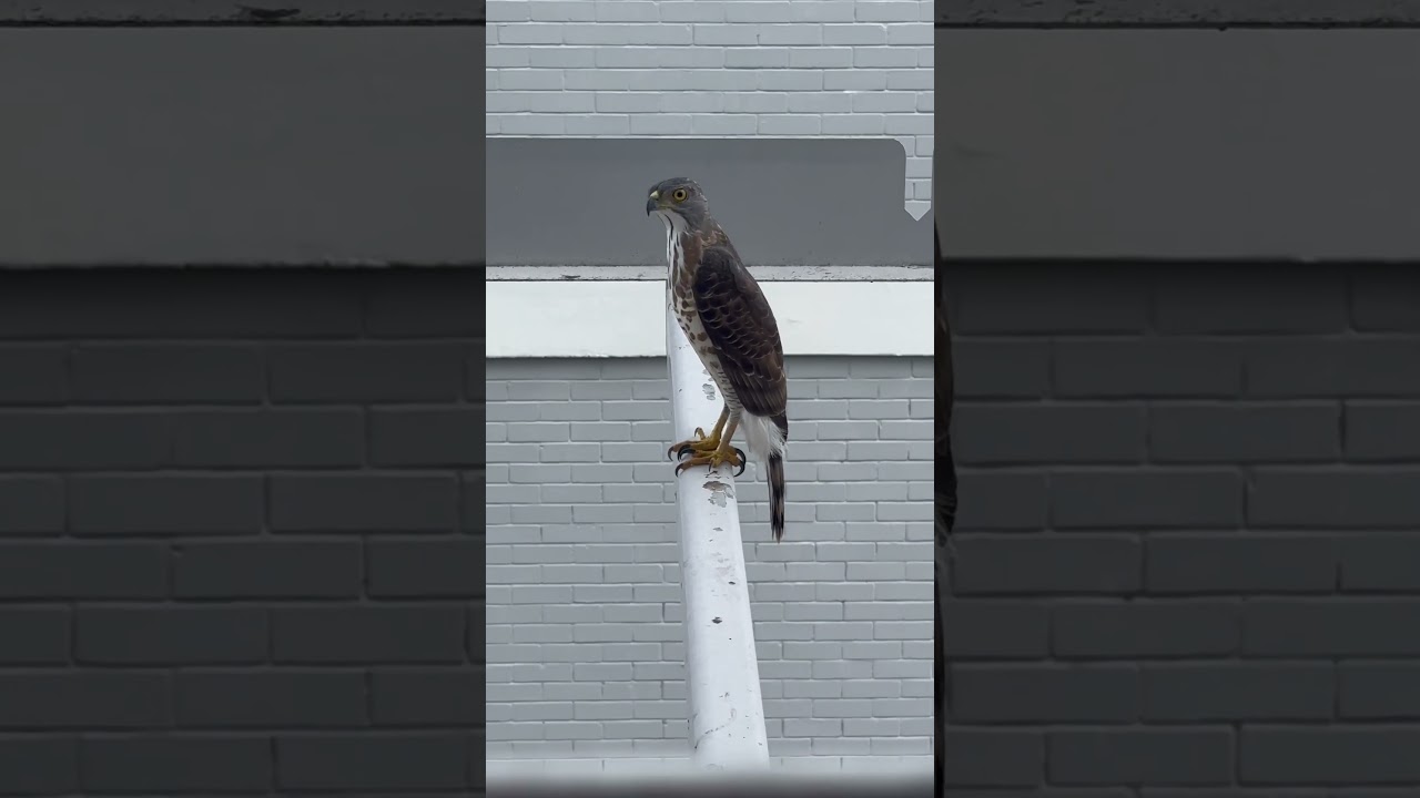 Wild eagle encounter at my backyard 