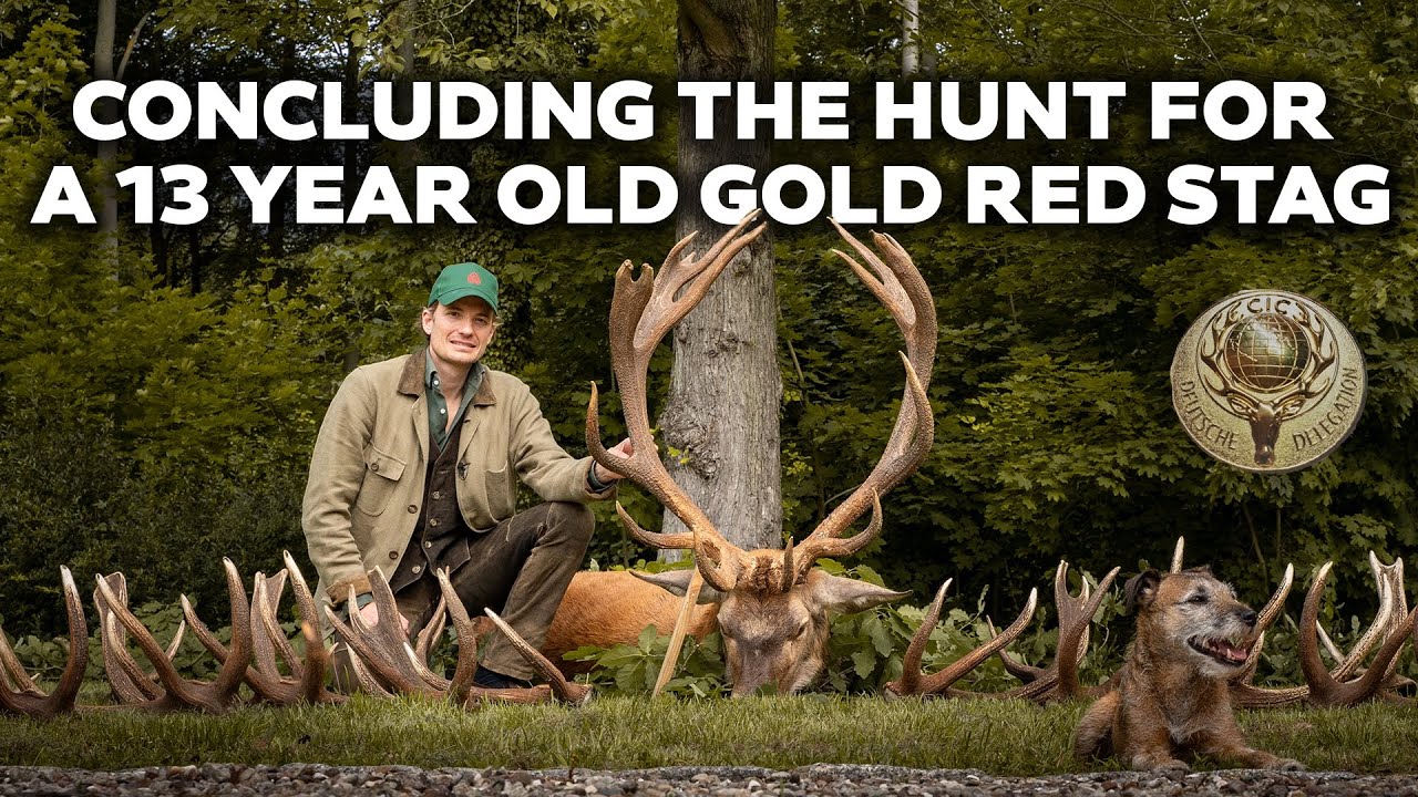 Concluding the hunt for a 13 year old gold red stag