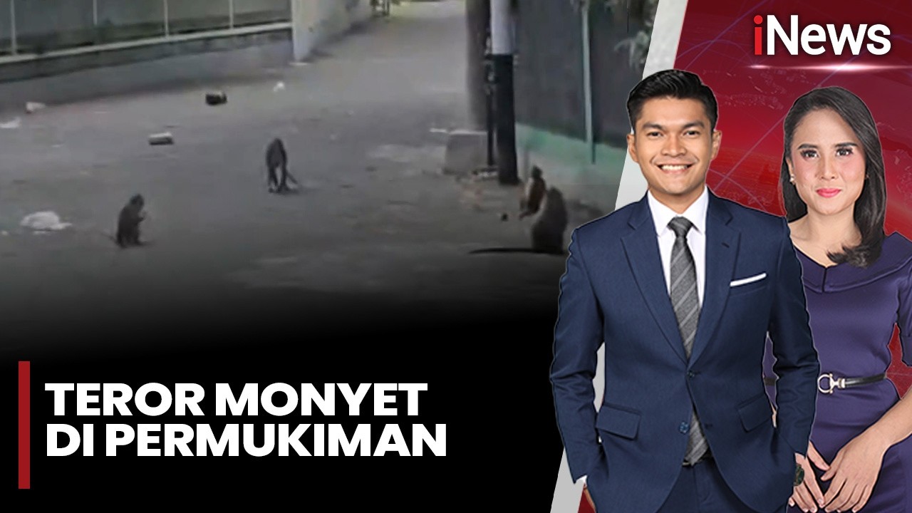 Teror Monyet di Permukiman | iNews Siang (09/02)