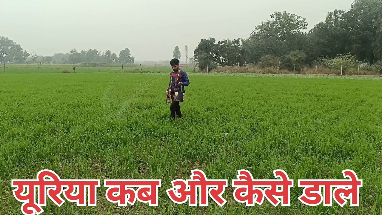 किसान भाई जरूर देखें खाद कब और कैसे डाले farmer education 