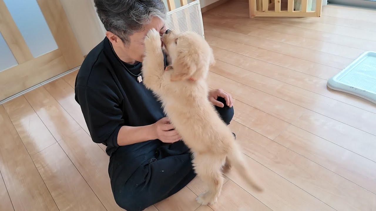まさか！わずか１０分で！日々成長する子犬に脱帽(笑)【Golden Retriever japan】