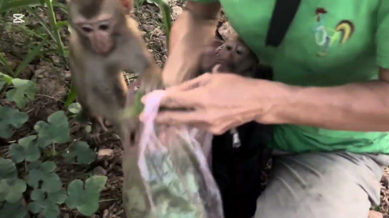 Papa takes Mary to a field #mary #monkey #animals