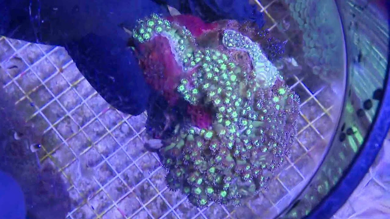 Coral Smuggled From Indonesia Now Lives At New York Aquarium